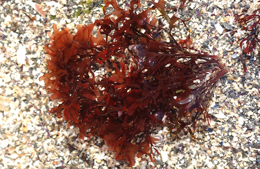 Callophyllis laciniata